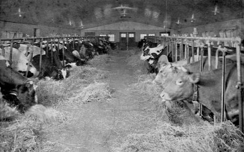 Cow barn Wild Rose Farm - 1937 - Sidney P. White