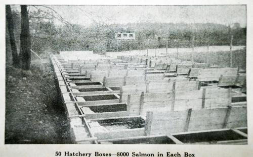 Salmon Hatchery May 1916