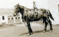 Work horse Gabriel with Loring Batchelder on top - 1932