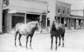 Horses on Barnard